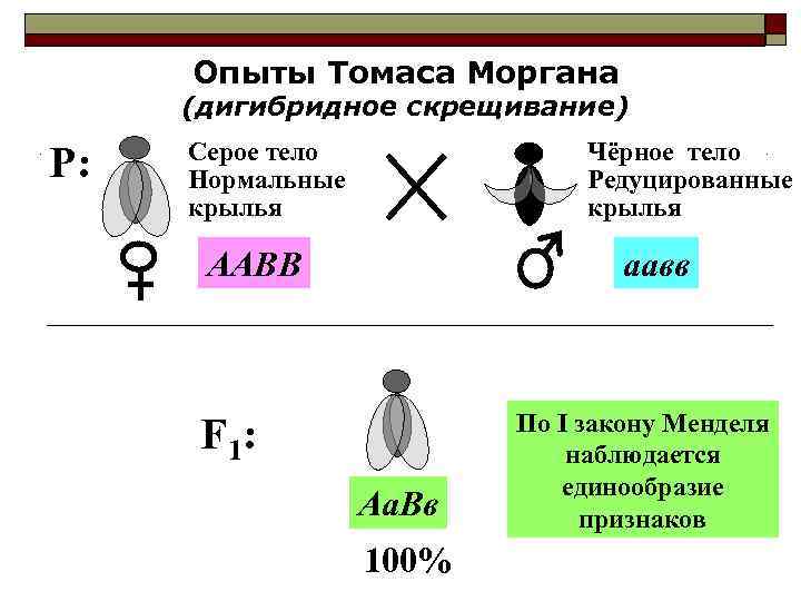  Опыты Томаса Моргана (дигибридное скрещивание) Серое тело    Чёрное тело P: