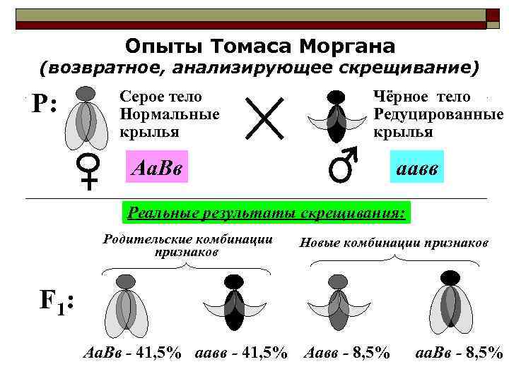    Опыты Томаса Моргана (возвратное, анализирующее скрещивание)  Серое тело  