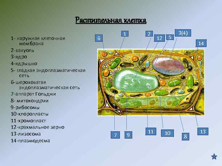 Растительная клетка 1 Растительная клетка 1