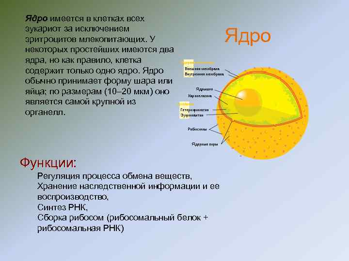 Ядро имеется в клетках всех эукариот за исключением эритроцитов млекопитающих. У Ядро Ядро имеется в клетках всех эукариот за исключением эритроцитов млекопитающих. У Ядро