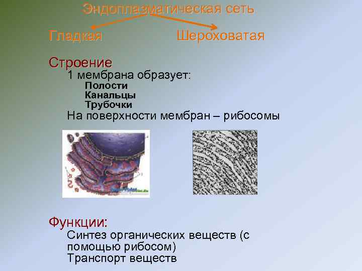 Эндоплазматическая сеть Гладкая Шероховатая Строение 1 мембрана образует: Эндоплазматическая сеть Гладкая Шероховатая Строение 1 мембрана образует:
