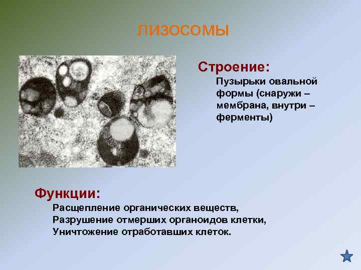 лизосомы Строение: лизосомы Строение: