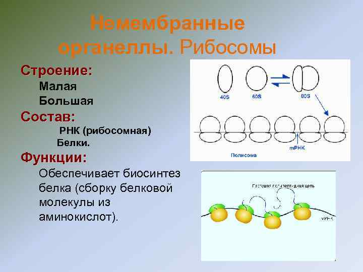 Немембранные органеллы. Рибосомы Строение: Малая Большая Состав: РНК (рибосомная) Белки. Немембранные органеллы. Рибосомы Строение: Малая Большая Состав: РНК (рибосомная) Белки.