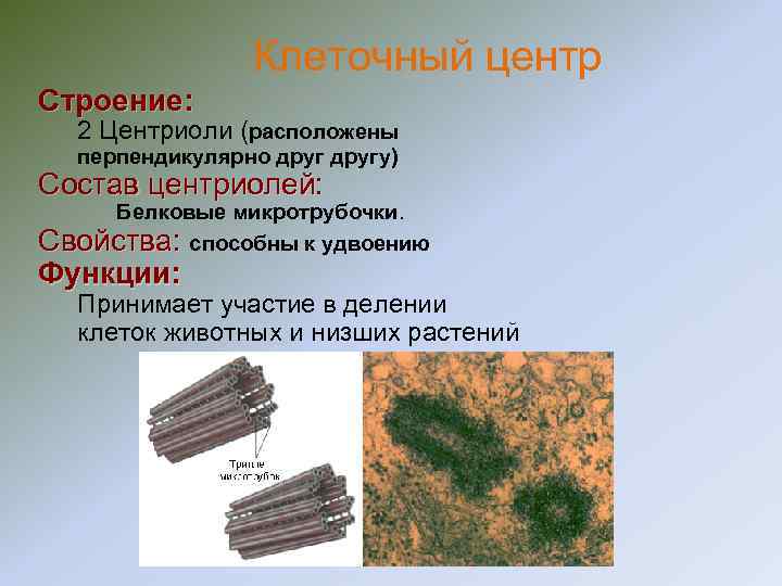 Клеточный центр Строение: 2 Центриоли (расположены перпендикулярно другу) Клеточный центр Строение: 2 Центриоли (расположены перпендикулярно другу)