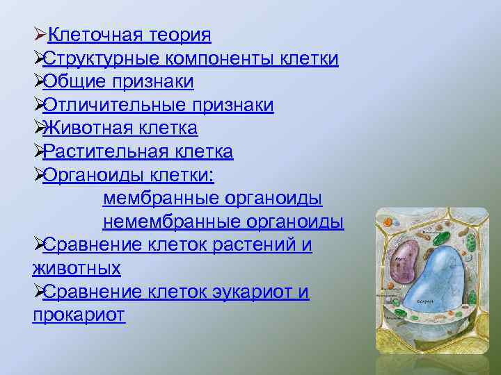 Ø Клеточная теория Ø Структурные компоненты клетки Ø Общие признаки Ø Отличительные признаки Ø Ø Клеточная теория Ø Структурные компоненты клетки Ø Общие признаки Ø Отличительные признаки Ø