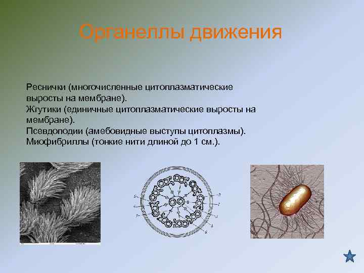 Органеллы движения Реснички (многочисленные цитоплазматические выросты на мембране). Жгутики (единичные цитоплазматические выросты Органеллы движения Реснички (многочисленные цитоплазматические выросты на мембране). Жгутики (единичные цитоплазматические выросты