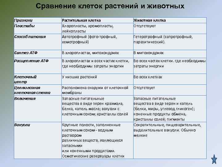 Сравнение клеток растений и животных Признаки Растительная клетка Сравнение клеток растений и животных Признаки Растительная клетка