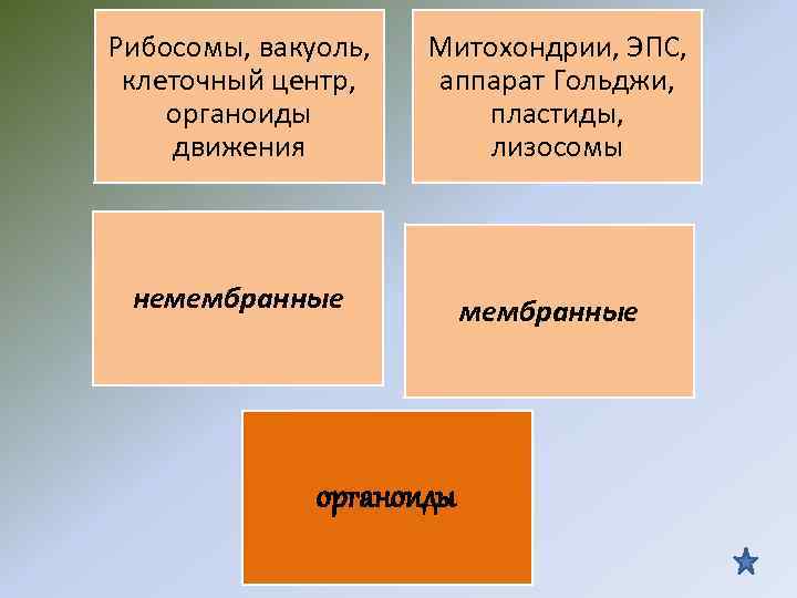 Рибосомы, вакуоль, Митохондрии, ЭПС, клеточный центр, аппарат Гольджи, органоиды пластиды, движения Рибосомы, вакуоль, Митохондрии, ЭПС, клеточный центр, аппарат Гольджи, органоиды пластиды, движения