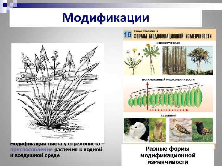    Модификации модификации листа у стрелолиста – приспособление растения к водной Разные