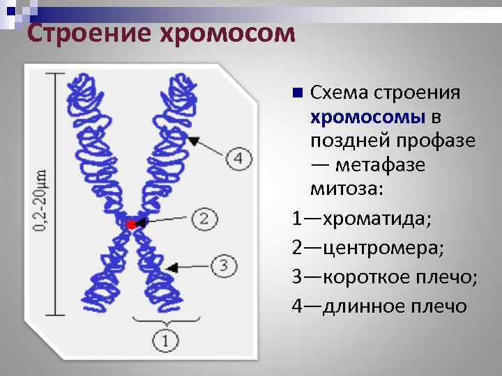 Строение хромосом   n. Схема строения   хромосомы в   поздней