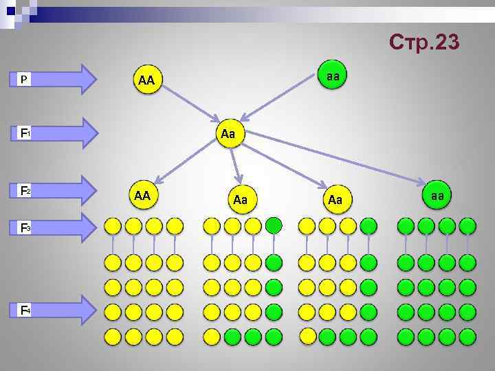      Стр. 23 Р  АА   аа 
