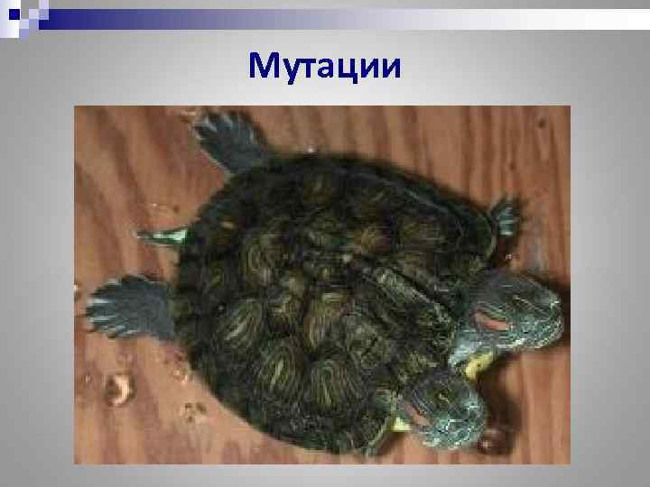 Мутации 