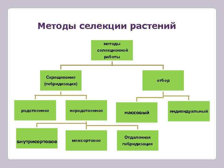   Методы селекции растений       методы  