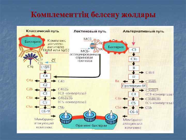 Комплементтің белсену жолдары 