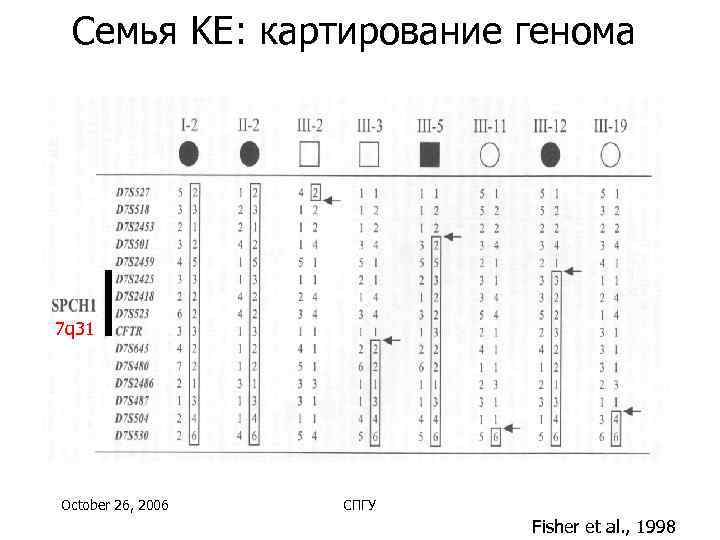  Семья KE: картирование генома 7 q 31 October 26, 2006  СПГУ 