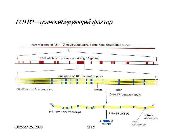 FOXP 2—транскибирующий фактор October 26, 2006  СПГУ 