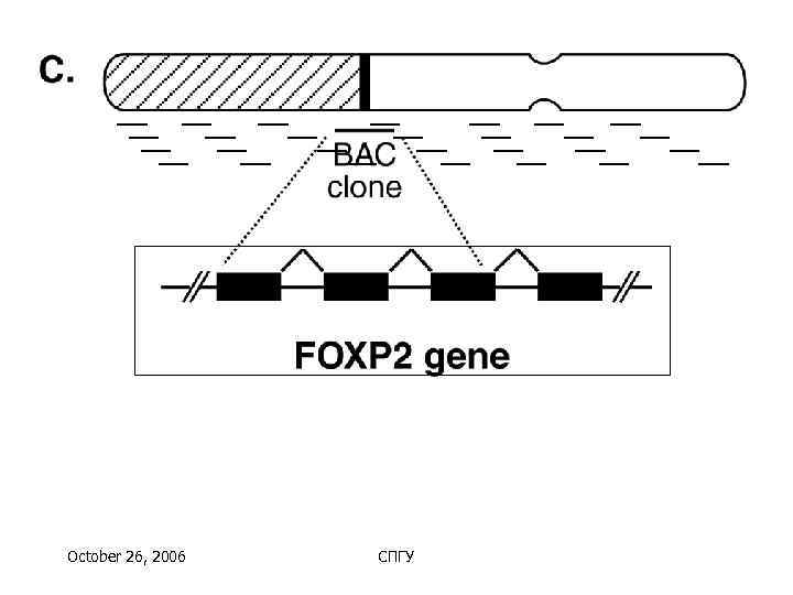 October 26, 2006  СПГУ 