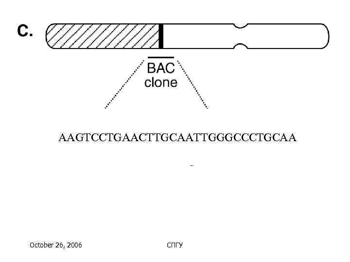   AAGTCCTGAACTTGCAATTGGGCCCTGCAA October 26, 2006 СПГУ 