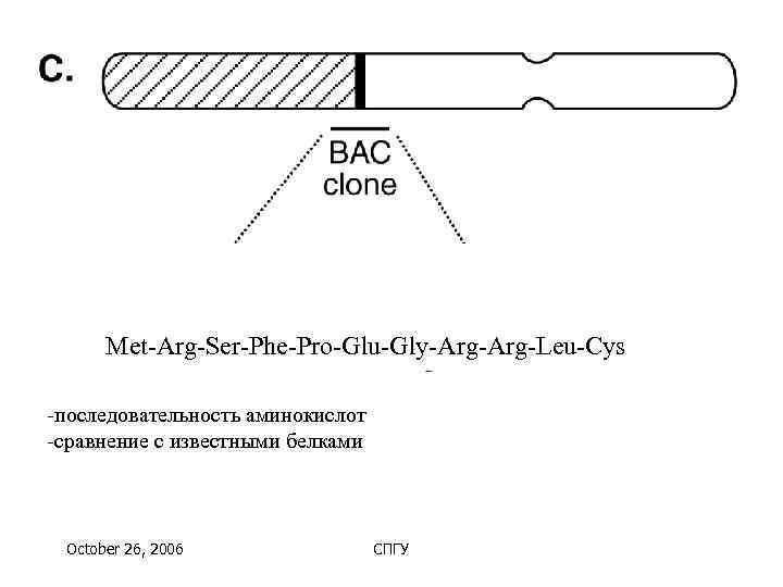 Met-Arg-Ser-Phe-Pro-Glu-Gly-Arg-Leu-Cys -последовательность аминокислот -сравнение с известными белками October 26, 2006   СПГУ