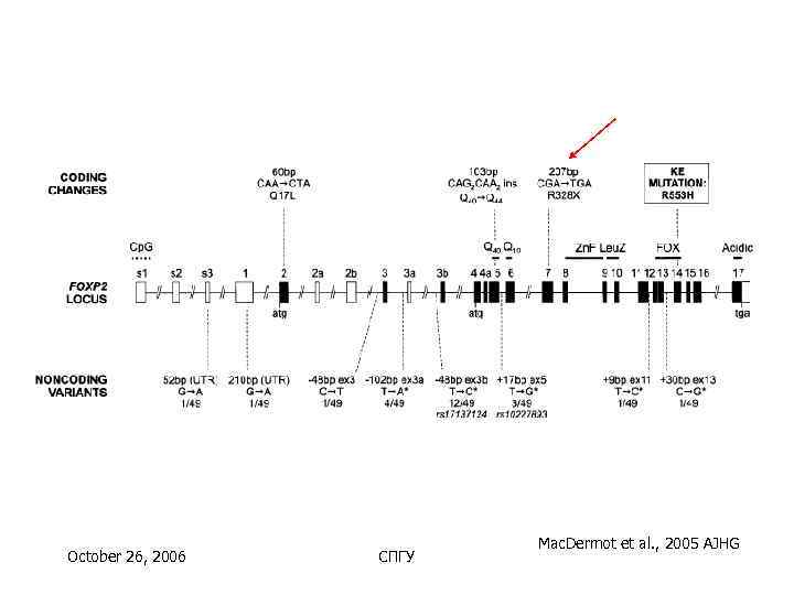      Mac. Dermot et al. , 2005 AJHG October 26,