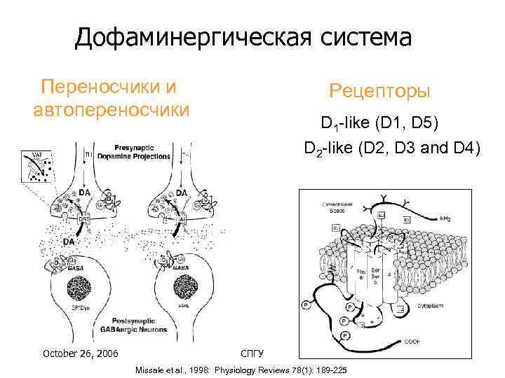 Дофаминергическая система презентация