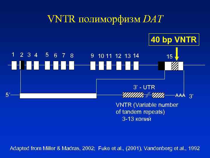    VNTR полиморфизм DAT      40 bp