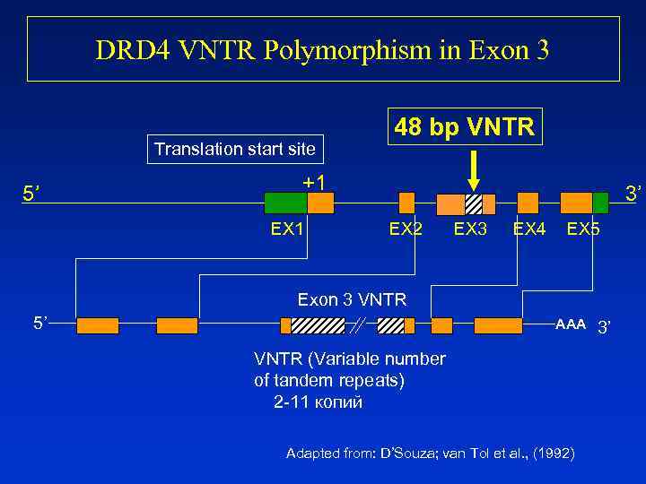  DRD 4 VNTR Polymorphism in Exon 3     48 bp