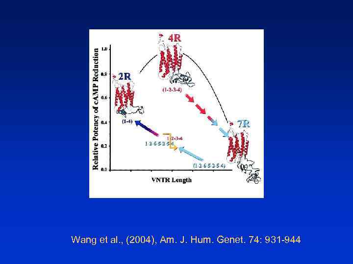 Wang et al. , (2004), Am. J. Hum. Genet. 74: 931 -944 