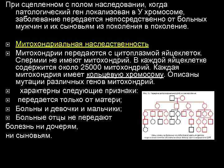 При сцепленном с полом наследовании, когда  патологический ген локализован в У хромосоме, 