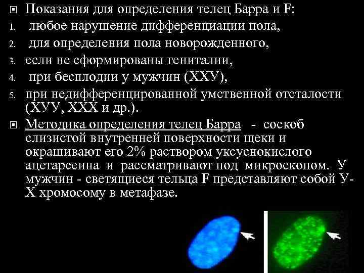 Что такое тельце барра