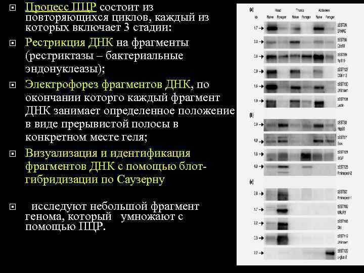   Процесс ПЦР состоит из повторяющихся циклов, каждый из которых включает 3 стадии:
