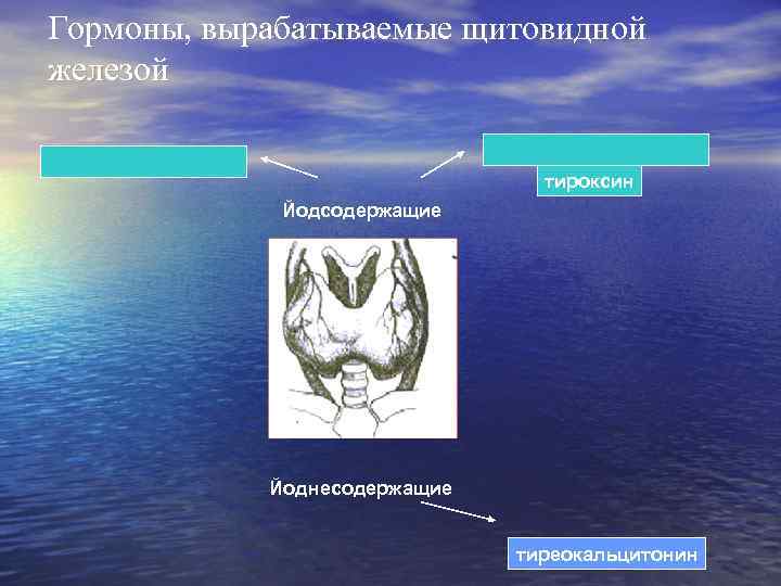 Гормоны, вырабатываемые щитовидной железой      тироксин   Йодсодержащие 