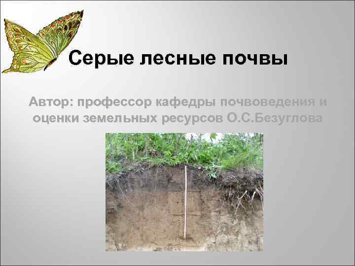 Серые лесные почвы Автор: профессор кафедры почвоведения и оценки земельных ресурсов О. С. Серые лесные почвы Автор: профессор кафедры почвоведения и оценки земельных ресурсов О. С.