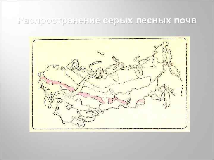Распространение серых лесных почв Распространение серых лесных почв