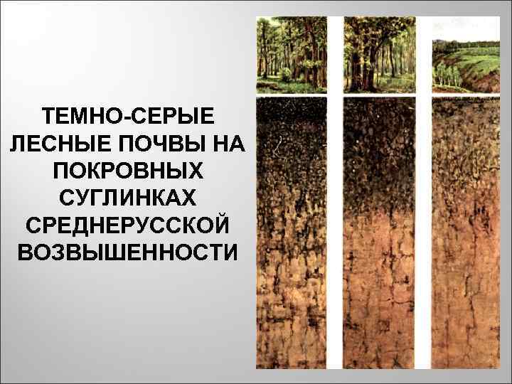 ТЕМНО-СЕРЫЕ ЛЕСНЫЕ ПОЧВЫ НА ПОКРОВНЫХ СУГЛИНКАХ СРЕДНЕРУССКОЙ ВОЗВЫШЕННОСТИ ТЕМНО-СЕРЫЕ ЛЕСНЫЕ ПОЧВЫ НА ПОКРОВНЫХ СУГЛИНКАХ СРЕДНЕРУССКОЙ ВОЗВЫШЕННОСТИ