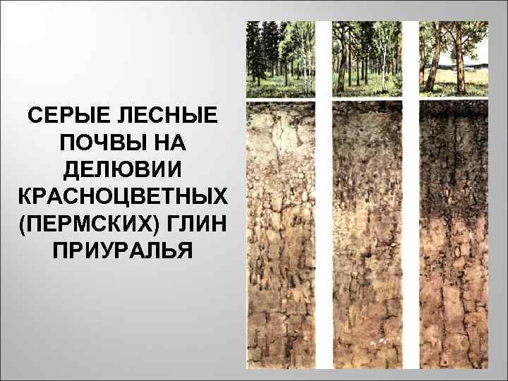 СЕРЫЕ ЛЕСНЫЕ ПОЧВЫ НА ДЕЛЮВИИ КРАСНОЦВЕТНЫХ (ПЕРМСКИХ) ГЛИН ПРИУРАЛЬЯ СЕРЫЕ ЛЕСНЫЕ ПОЧВЫ НА ДЕЛЮВИИ КРАСНОЦВЕТНЫХ (ПЕРМСКИХ) ГЛИН ПРИУРАЛЬЯ