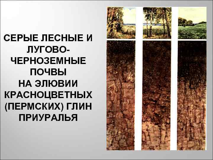 СЕРЫЕ ЛЕСНЫЕ И ЛУГОВО- ЧЕРНОЗЕМНЫЕ ПОЧВЫ НА ЭЛЮВИИ КРАСНОЦВЕТНЫХ (ПЕРМСКИХ) ГЛИН ПРИУРАЛЬЯ СЕРЫЕ ЛЕСНЫЕ И ЛУГОВО- ЧЕРНОЗЕМНЫЕ ПОЧВЫ НА ЭЛЮВИИ КРАСНОЦВЕТНЫХ (ПЕРМСКИХ) ГЛИН ПРИУРАЛЬЯ