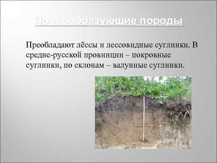 Почвообразующие породы Преобладают лёссы и лессовидные суглинки. В средне-русской провинции – покровные суглинки, Почвообразующие породы Преобладают лёссы и лессовидные суглинки. В средне-русской провинции – покровные суглинки,