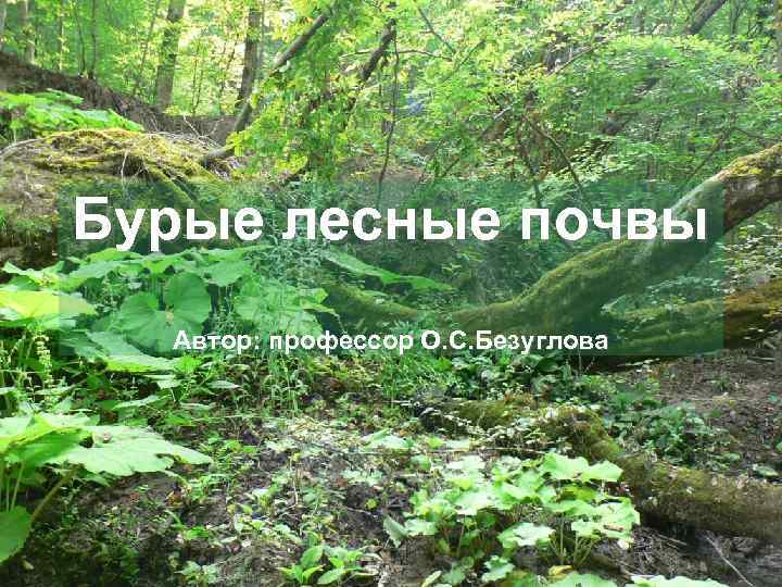 Бурые лесные почвы Автор: профессор О. С. Безуглова 