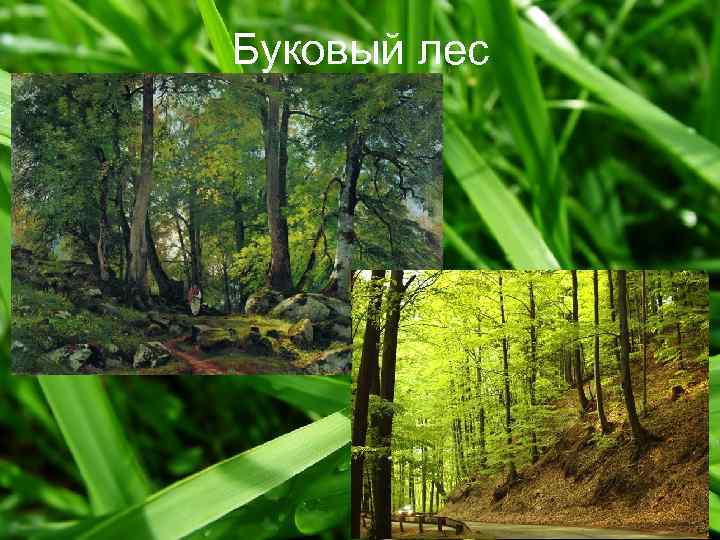 Буковый лес 