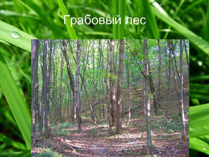 Грабовый лес 
