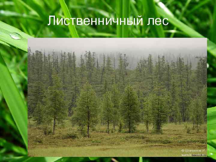 Лиственничный лес 