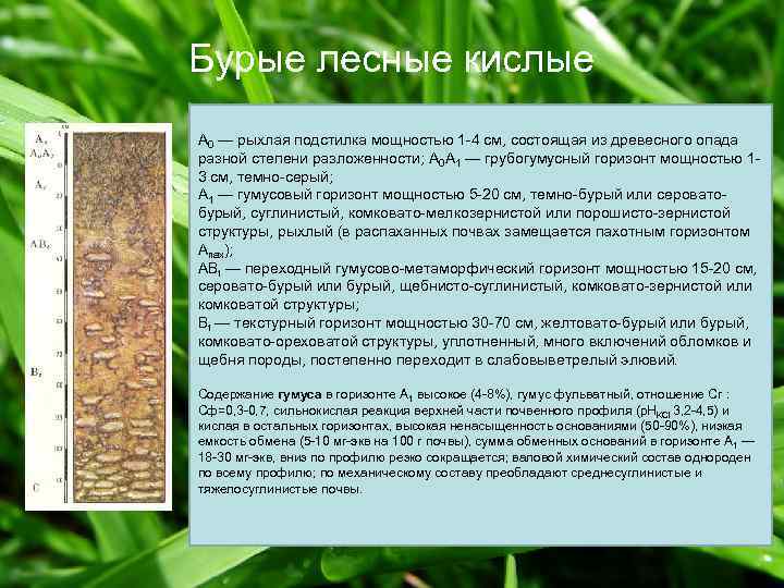 Бурые лесные кислые A 0 — рыхлая подстилка мощностью 1 -4 см, состоящая из
