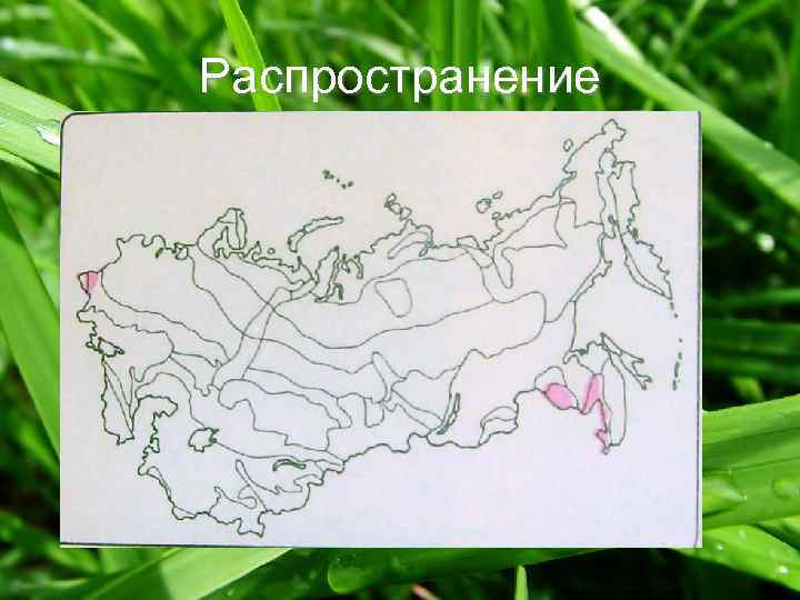 Распространение 