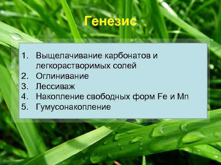 Генезис 1. Выщелачивание карбонатов и легкорастворимых солей 2. Оглинивание 3. Лессиваж 4. Накопление свободных