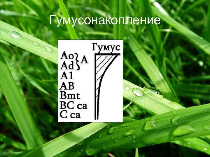 Гумусонакопление 