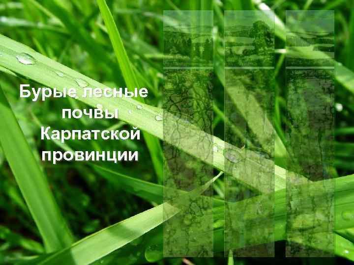 Бурые лесные почвы Карпатской провинции 