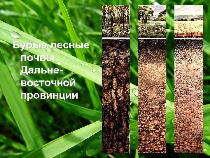 Бурые лесные почвы Дальневосточной провинции 