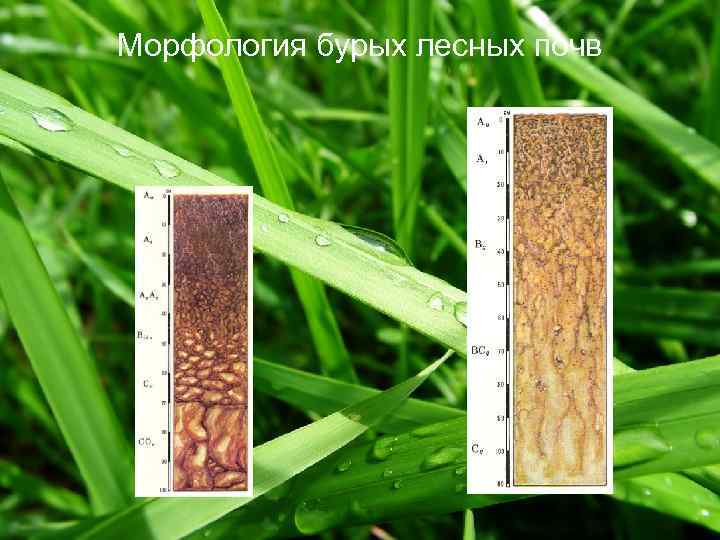 Морфология бурых лесных почв 