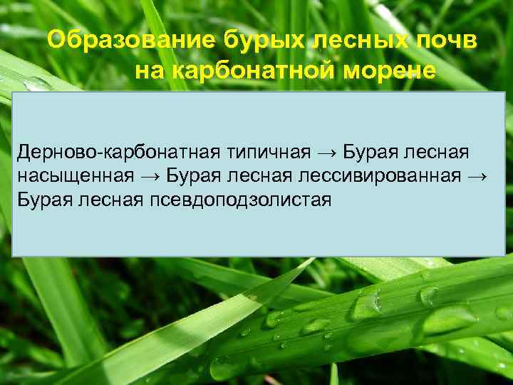 Образование бурых лесных почв на карбонатной морене Дерново-карбонатная типичная → Бурая лесная насыщенная →